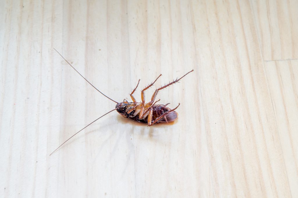 Signs Of An Office Pest Infestation And What To Do About It